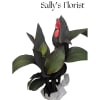 Sally's Canna Plant - Standard. An arrangement by Triple A Florist - Burnaby.