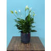 Premium Peace Lily - Deluxe. An arrangement by Petals and Co..
