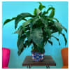 Premium Peace Lily - Premium. An arrangement by Petals and Co..