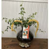 Goldfish Plant - Standard. An arrangement by The Flower Box Florist.