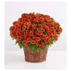 FALL MUM PLANT - Deluxe. An arrangement by J.D. Ballantine's Flowers and Gifts.