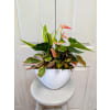 White Anthurium Planter - Deluxe. An arrangement by My Secret Garden.