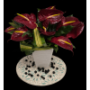 Red Anthurium Eclectic - Premium. An arrangement by Brickell Exclusive Blooms.