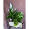 Fellows Peaceful Planter - Standard. An arrangement by Fellows Fernlea Flowers.