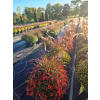 Autumn Outdoor Patio Planter - Standard. An arrangement by Nicol Florist.