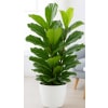 Fiddleleaf Fig - Deluxe. An arrangement by Tom's Florist.