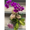 Fellows Tough Lady - Deluxe. An arrangement by Fellows Fernlea Flowers.