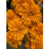 Vibrant Marigold Mix - Standard. An arrangement by Commerce Flowers.