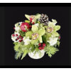 Orchid Winter Charm Centrepiece - Standard. An arrangement by Hillcrest Florist.