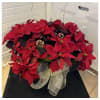 Beautiful Holiday Poinsettia - Premium. An arrangement by Loyalist Flowers.