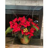 Beautiful Holiday Poinsettia - Deluxe. An arrangement by Loyalist Flowers.