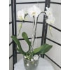 Exclusive Orchid Plant - Standard. An arrangement by Brickell Exclusive Blooms.