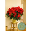 Red Poinsettia Planter - 3 Sizes - Deluxe. An arrangement by Floratechnics.