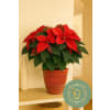 Red Poinsettia Planter - 3 Sizes - Premium. An arrangement by Floratechnics.