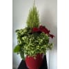Holiday Cheer Mixed Planter - Deluxe. An arrangement by Linda's Floral Designs.