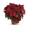 Red Holiday Poinsettia - Standard. An arrangement by Flore's Shop.