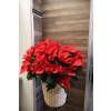 Holiday Red Poinsettia Basket - Premium. An arrangement by Sonia's Florist.