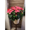 Blushing Pink Poinsettia Basket - Deluxe. An arrangement by Sonia's Florist.
