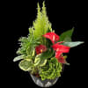 Luscious Seasonal Planter - Standard. An arrangement by Loyalist Flowers.