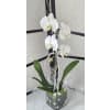 White Glass Vase Orchid Plant - Standard. An arrangement by Brickell Glamour Flowers.