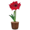 Stunning Amaryllis - Standard. An arrangement by Osborne Florist.
