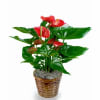 Red Anthurium Plant (Baskets vary) - Standard. An arrangement by Clemmons Florist Inc..