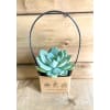 Succulent Surprise - Standard. An arrangement by Mayfield Flowers.