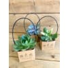 Succulent Surprise - Premium. An arrangement by Mayfield Flowers.