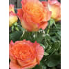 Free Spirit Roses - Deluxe. An arrangement by Deep Creek Floral.