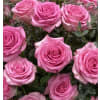 Designer's Choice Roses - Premium. An arrangement by Deep Creek Floral.