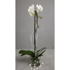 Phalaenopsis Orchid Plant - Standard. An arrangement by Brickell Glamour Flowers.