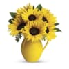 Teleflora Sunny Day Pitcher of Sunflowers - Standard. An arrangement by Marivel's Florist and Gifts.