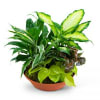 GARDEN IN TERRACOTTA - Deluxe. An arrangement by J.D. Ballantine's Flowers and Gifts.