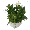 Deluxe Tropical Planter - Deluxe. An arrangement by Loyalist Flowers.