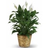 Spathiphyllum Plant (Peace Lily) - Standard. An arrangement by Belak Flowers.