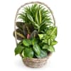 Basket Dishgarden - Deluxe. An arrangement by Love Story Florist.