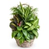 Basket Dishgarden - Premium. An arrangement by Love Story Florist.