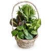 Basket Dishgarden - Standard. An arrangement by Love Story Florist.