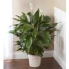 Peace Lily Plant premium