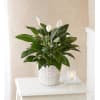 Peace Lily Plant standard