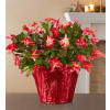 Christmas Cactus premium