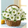 White Daisy Basket standard