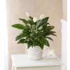 Peace Lily Plant standard