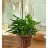 Spathiphyllum Floor Plant for Sympathy standard