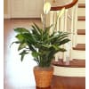 Spathiphyllum Floor Plant for Sympathy deluxe