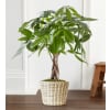 Money Tree by 1800 Flowers premium