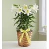 Easter Sentiments™ Lily Plant premium