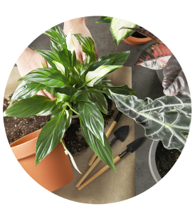 Florist's Choice Plant for Mother's Day Florist's Choice Plant for Mother's Day