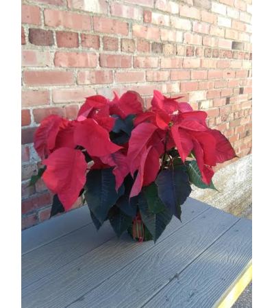POINSETTIA POINSETTIA