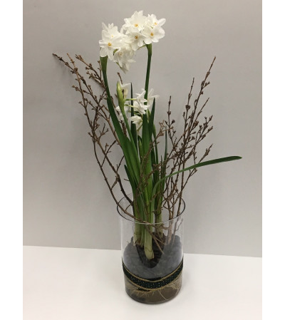 Paper Whites Bulbs Paper Whites Bulbs